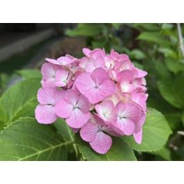 紫陽花♪