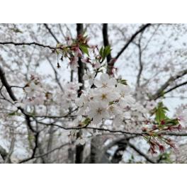 連日のお花見♪