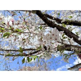 お花見最終日♪