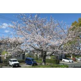 お花見に出かけました🌸