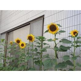 ひまわり