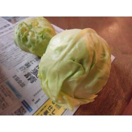 収穫したキャベツ(味噌汁編)