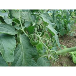 畑の野菜より・・・