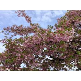 🌸お花見散歩🌸