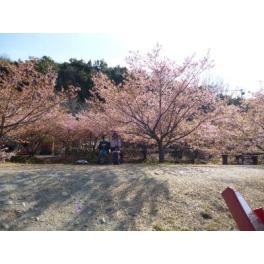 ☆春を感じて…東大山河津桜☆