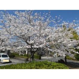 お花見日和⓶