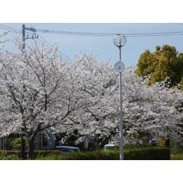 お花見日和③